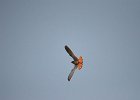 Torenvalk (Common Kestrel) (Falco tinnunculus) - Ongiin Khiid 18-08-2016 (3)